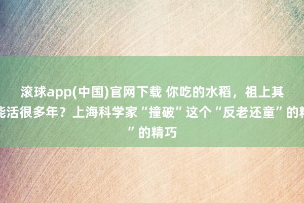 滚球app(中国)官网下载 你吃的水稻，祖上其实能活很多年？上海科学家“撞破”这个“反老还童”的精巧