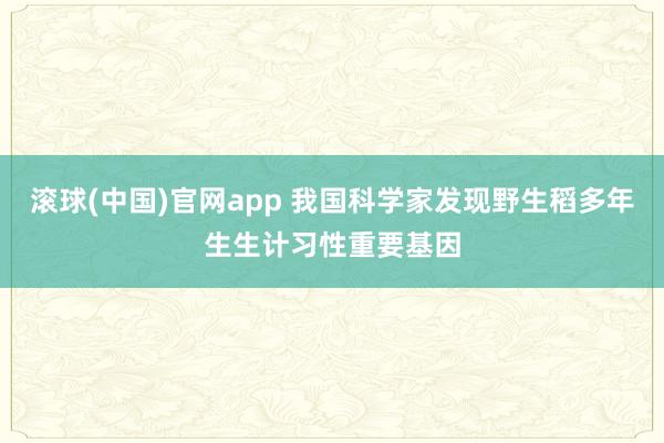 滚球(中国)官网app 我国科学家发现野生稻多年生生计习性重要基因
