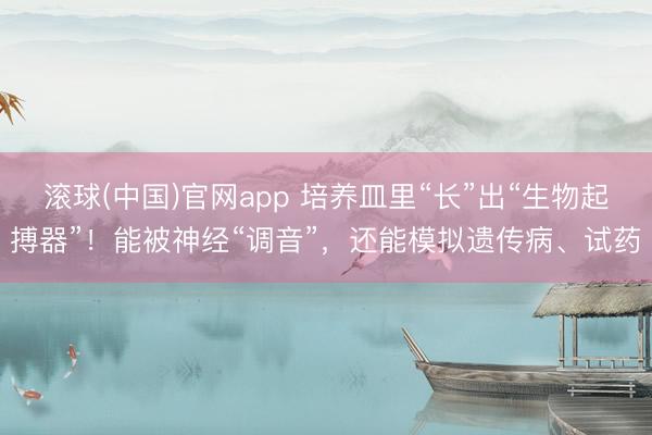 滚球(中国)官网app 培养皿里“长”出“生物起搏器”！能被神经“调音”，还能模拟遗传病、试药